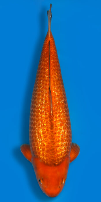 Chagoi