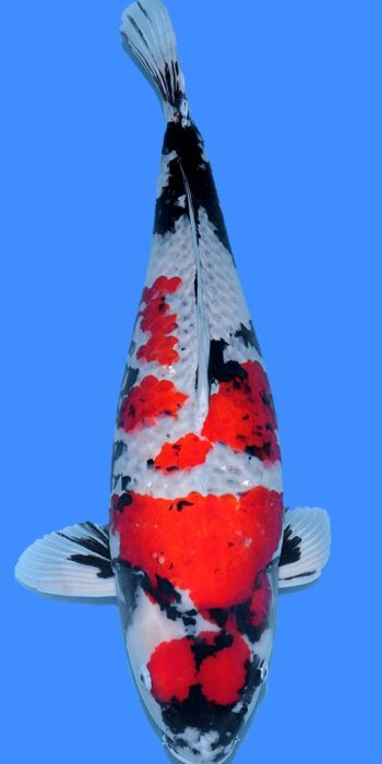 Showa Isa Koi Farm 70cm