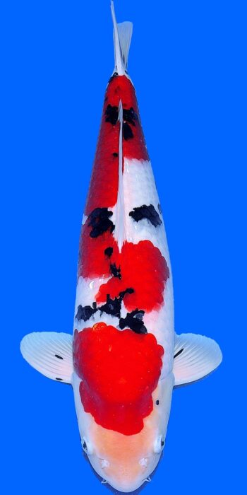 Sanke Sakai Fish Farm 64cm