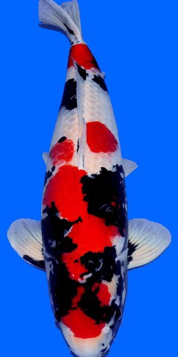 Showa Dainichi Koi Farm 74cm