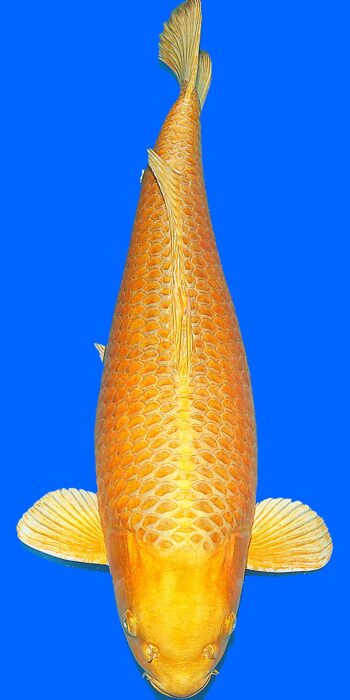 Yamabuki Ogon