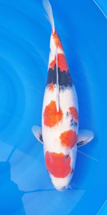 Isa Showa 48cm