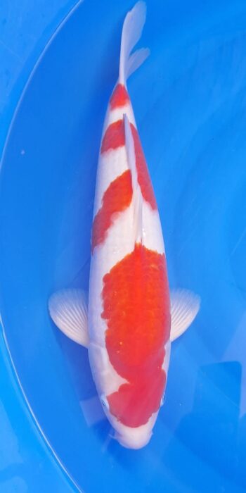 Kohaku Isa Koi Farm 50cm