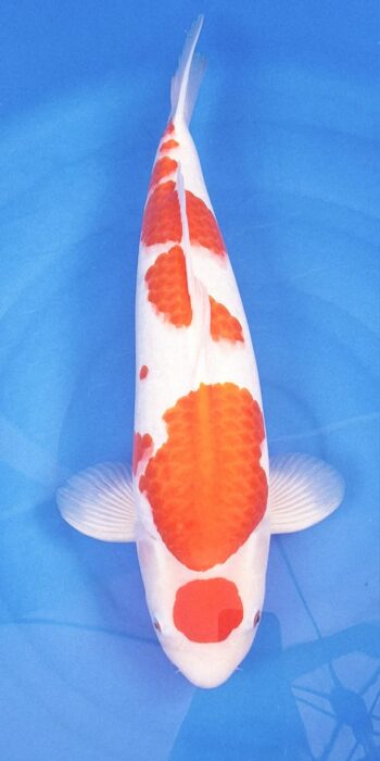 Kohaku Isa Koi Farm 51cm