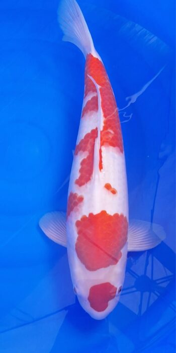 Kohaku Isa Koi Farm 54cm