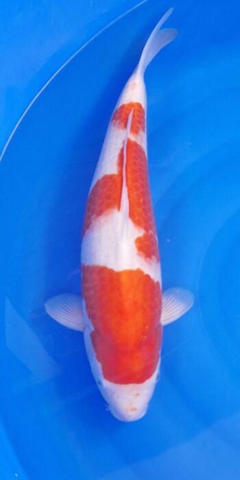 Kohaku Isa Koi Farm 49cm