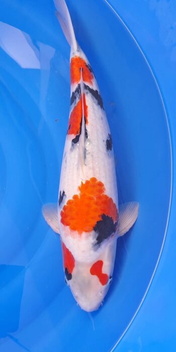 Showa Isa Koi Farm 50cm