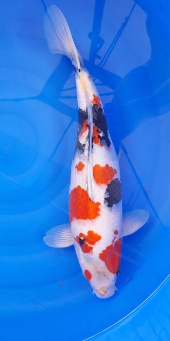 Showa Isa Koi Farm 50cm