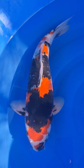 Showa Isa Koi Farm 45cm