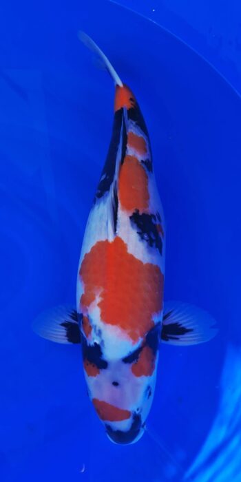 Showa Isa Koi Farm 56cm