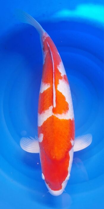 Kohaku Sakai Fish Farm 68cm