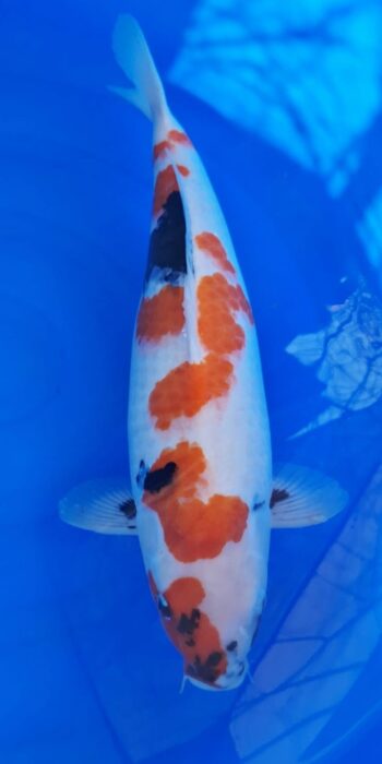 Showa Isa Koi Farm 56cm