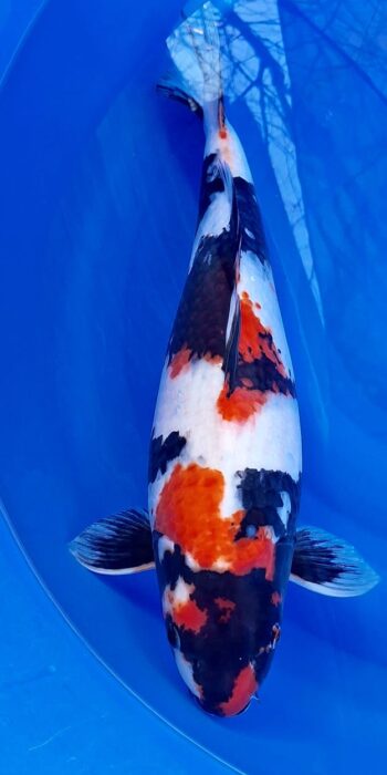 Showa Dainichi Koi Farm 56cm