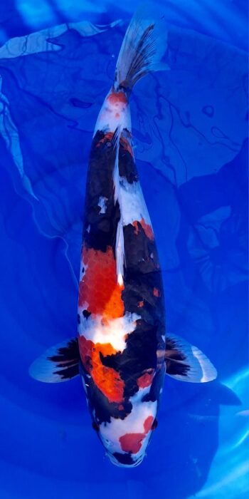 Showa Dainichi Koi Farm 57cm