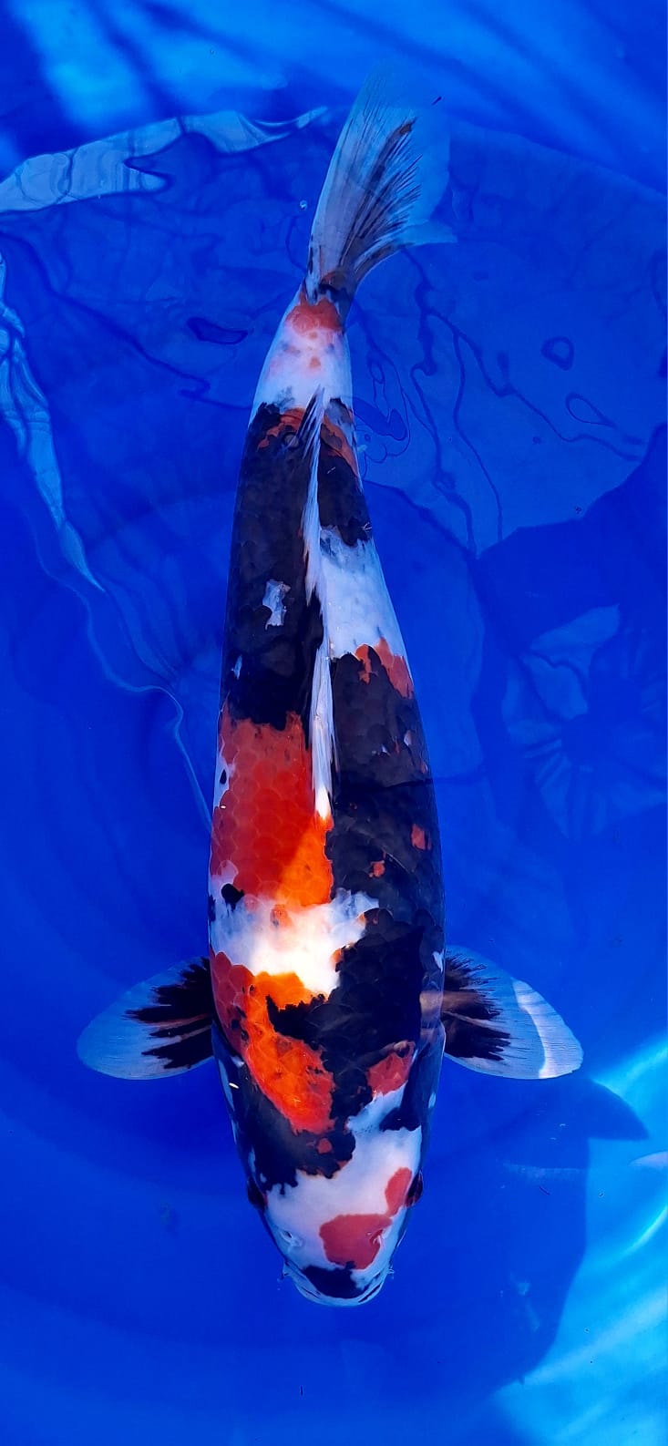 Showa Dainichi Koi Farm 57cm -