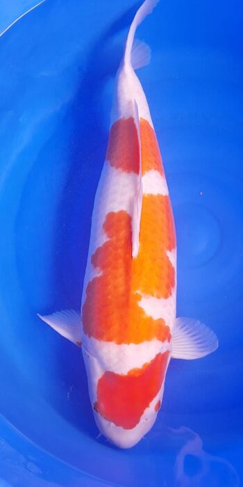 Kohaku Sakai Fish Farm 71cm