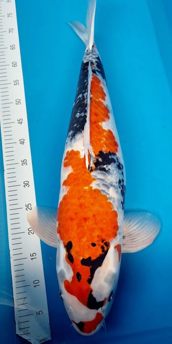 Showa Isa Koi Farm 71cm
