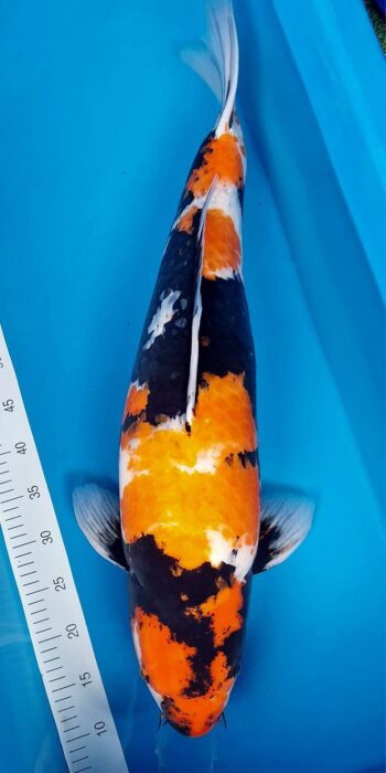 Showa Isa Koi Farm 75cm