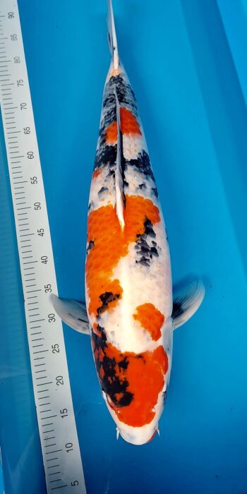 Showa Isa Koi Farm 79cm
