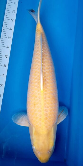 Karashigoi Dainichi Koi Farm 76cm