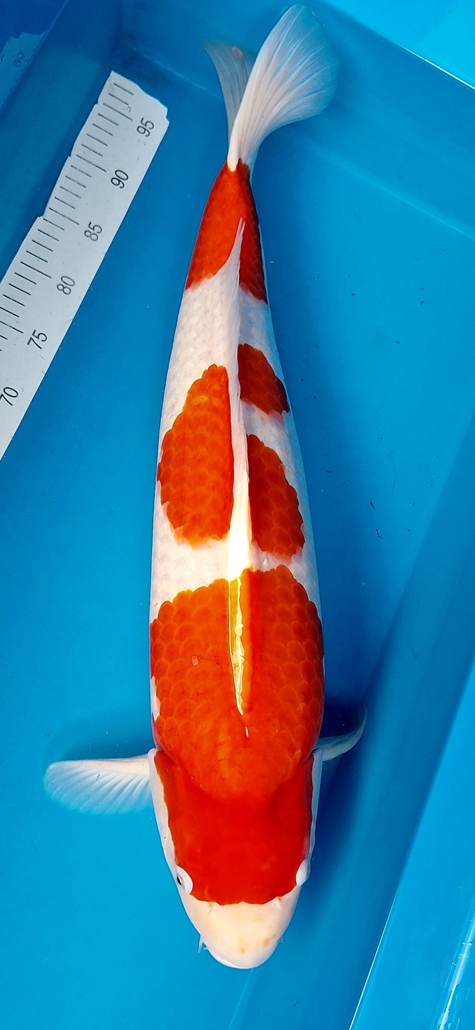 Kohaku Dainichi Koi Farm 70cm -