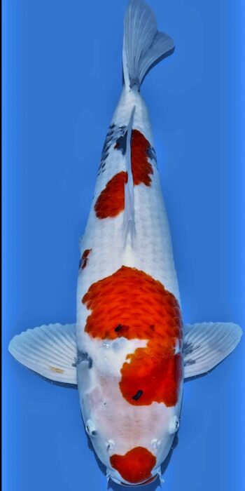Showa Dainichi Koi Farm 75cm