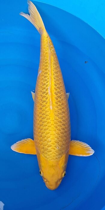 Ki Matsuba 62cm